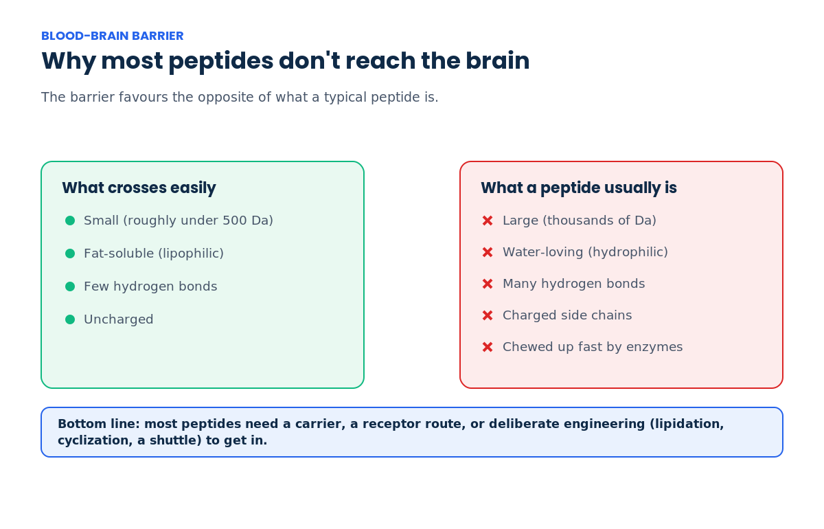 Comparison showing why most peptides do not cross the blood-brain barrier: the barrier favours small, fat-soluble, uncharged molecules while a typical peptide is large, water-loving and charged