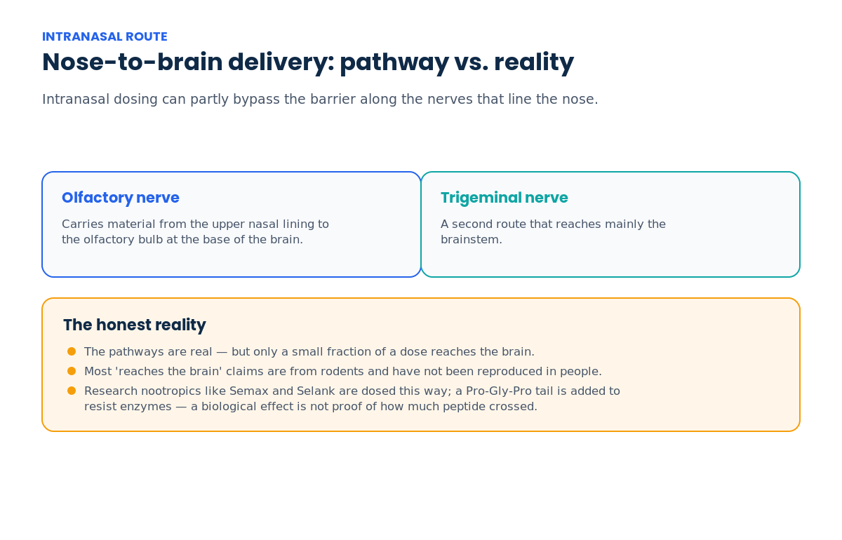 Diagram of intranasal nose-to-brain peptide delivery along the olfactory and trigeminal nerves, with honest caveats that only a small fraction reaches the brain and human data are limited