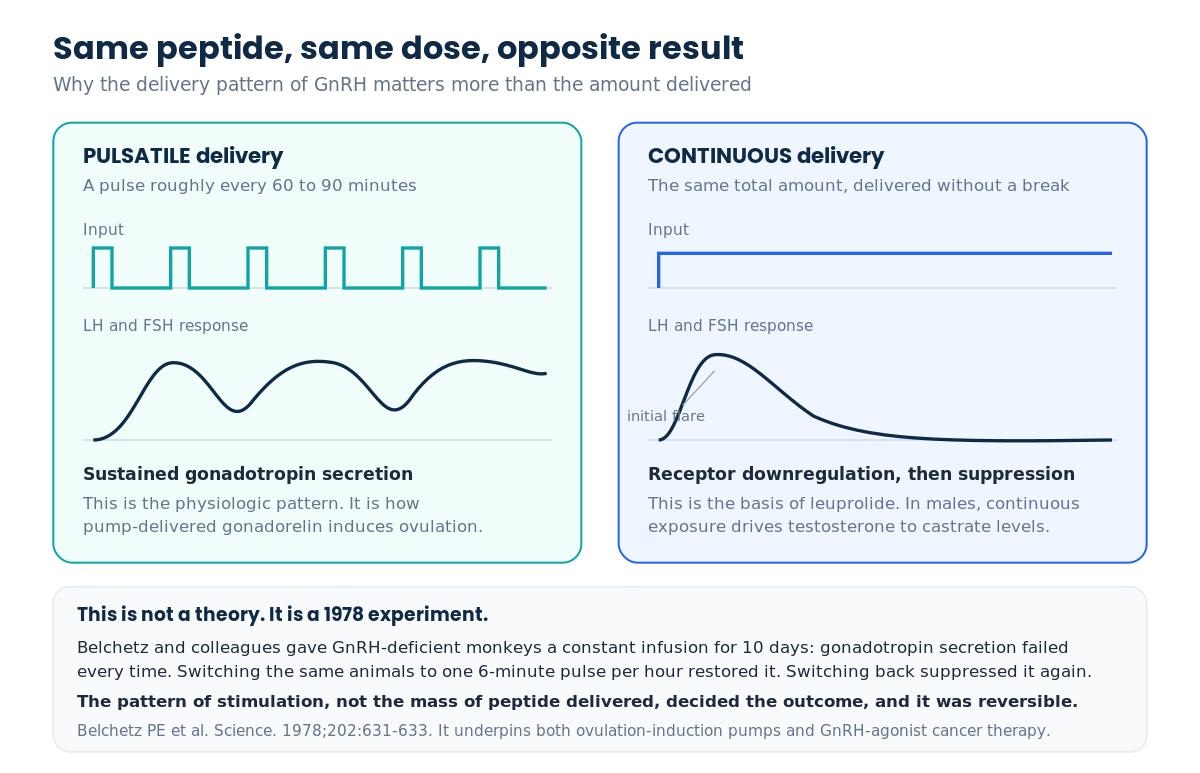 Diagram showing pulsatile GnRH sustains gonadotropin secretion while continuous delivery suppresses it
