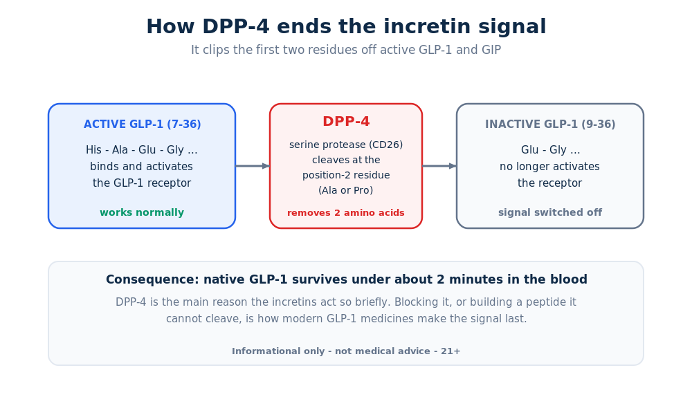 Diagram of how the enzyme DPP-4 clips active GLP-1 into an inactive form, ending the incretin signal