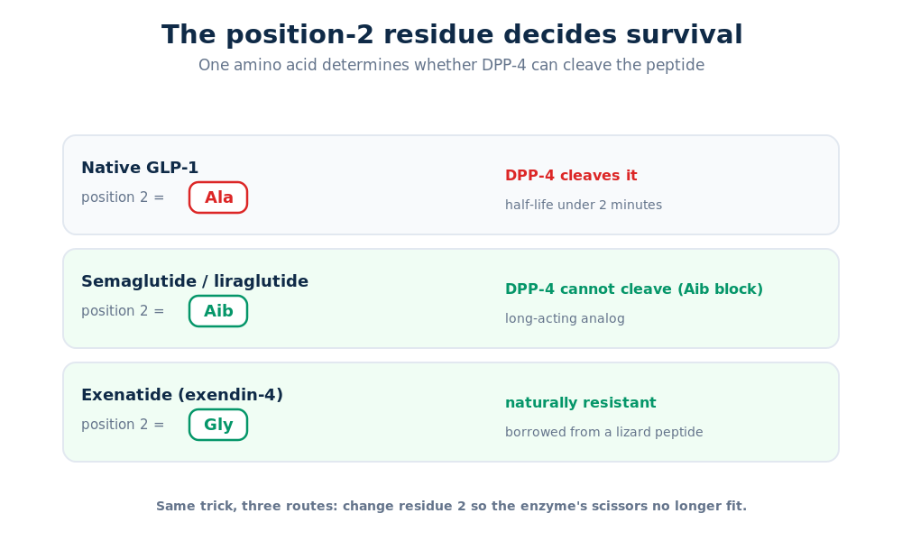 Comparison of the DPP-4 position-2 residue in GLP-1, semaglutide and exenatide