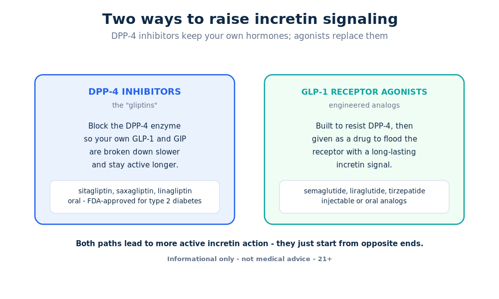 Diagram comparing DPP-4 inhibitors that block the enzyme with GLP-1 receptor agonists engineered to resist DPP-4