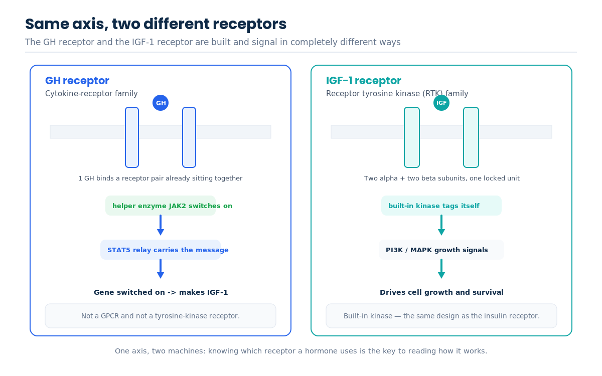 GH receptor is a JAK2 STAT5 cytokine receptor while the IGF-1 receptor is a receptor tyrosine kinase on the GH/IGF-1 axis