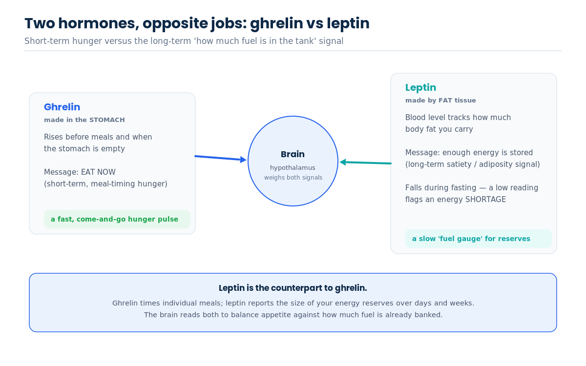 Ghrelin versus leptin: ghrelin is the short-term hunger signal from the stomach and leptin is the long-term satiety and adiposity signal from fat tissue