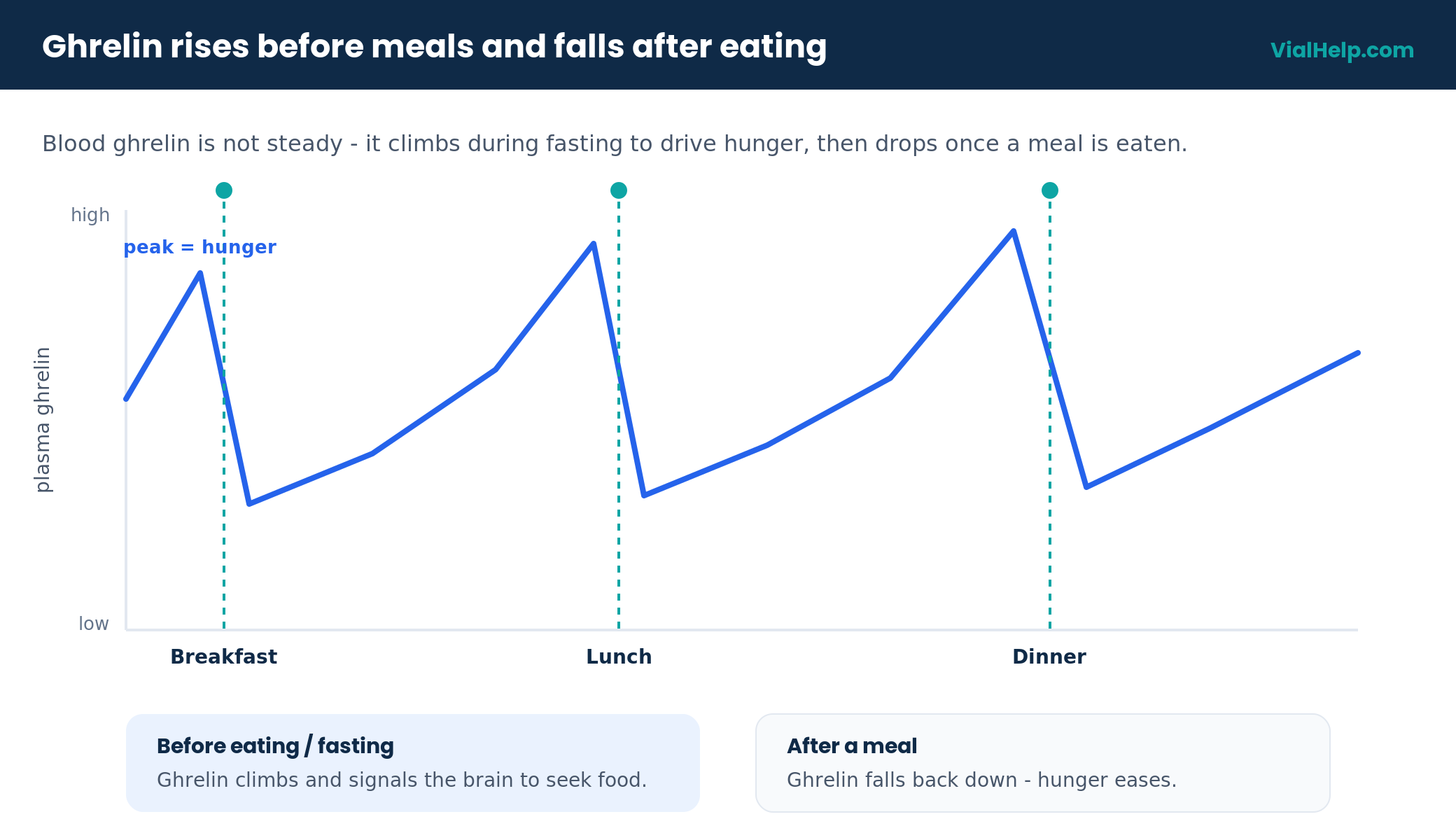 Graph of ghrelin, the hunger hormone, rising before meals and falling after eating