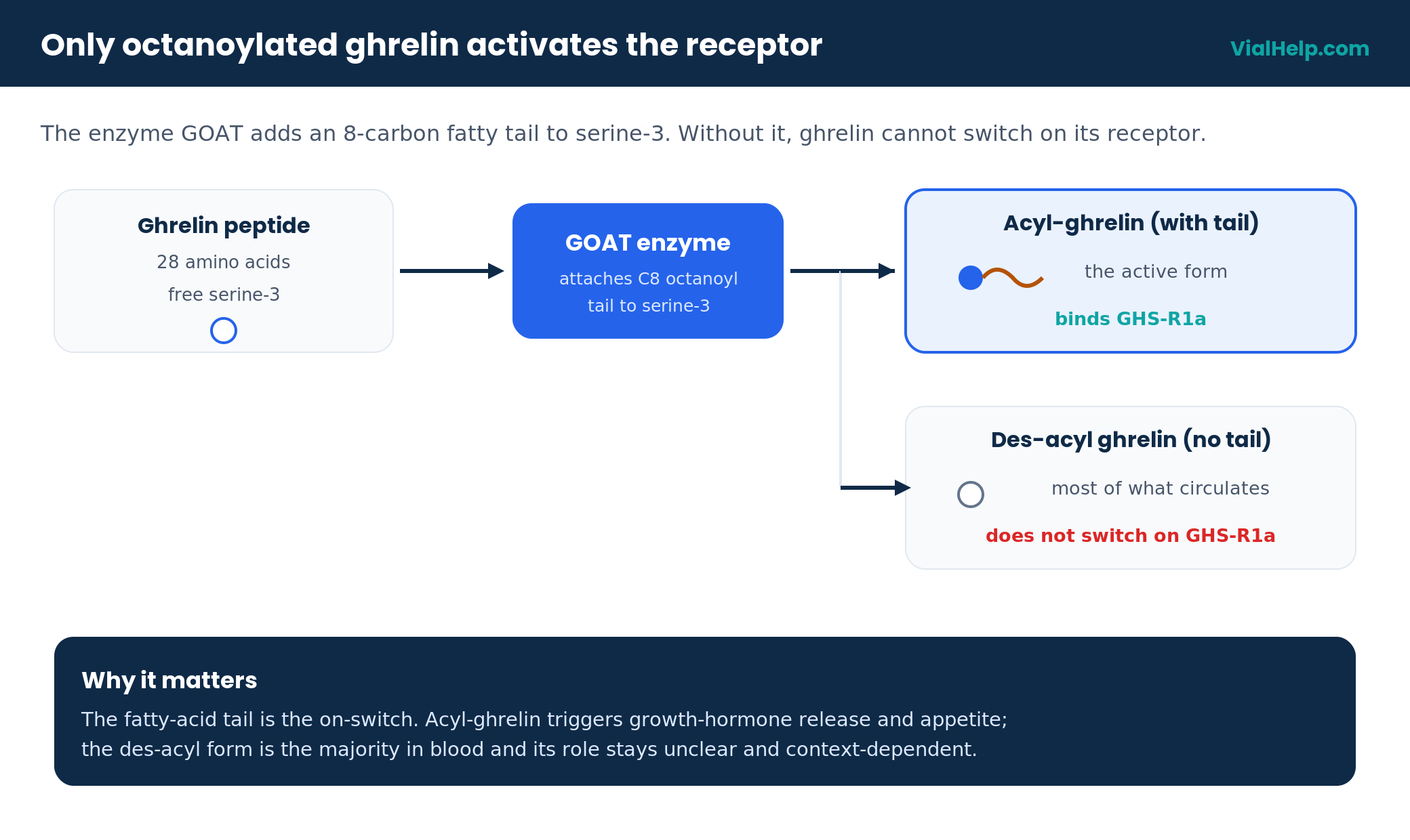 Diagram showing the GOAT enzyme octanoylating ghrelin so acyl-ghrelin can activate the GHS-R1a receptor