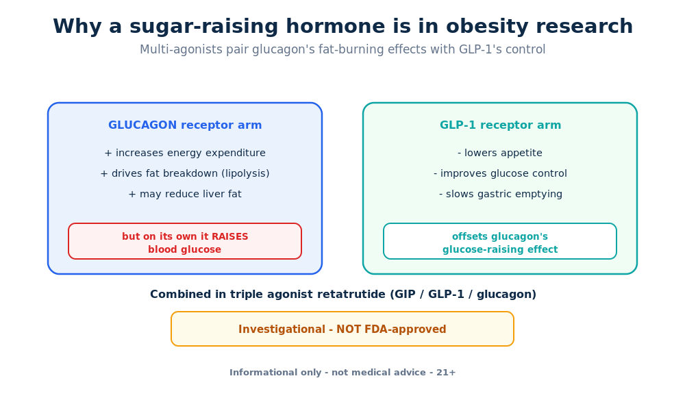 Diagram showing how glucagon energy-expenditure effects are paired with GLP-1 in the triple agonist retatrutide