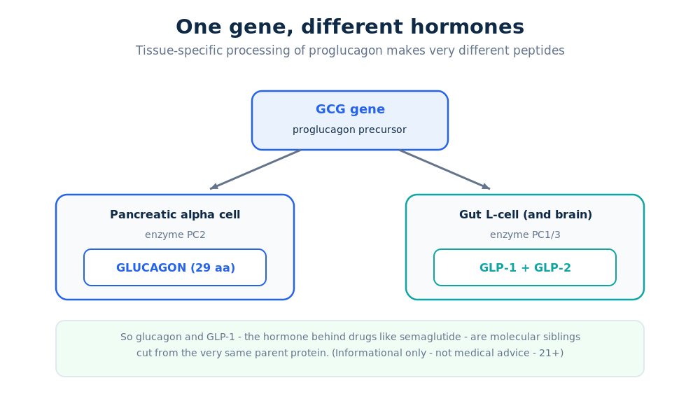 Diagram showing the GCG proglucagon gene processed into glucagon in the pancreas and GLP-1 in the gut