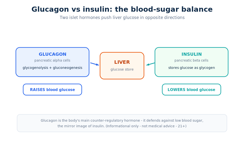 Diagram showing glucagon raising blood glucose and insulin lowering it through opposite effects on the liver