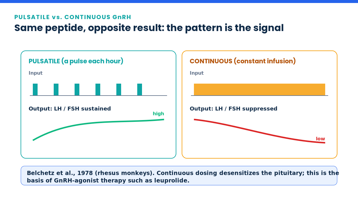 Pulsatile GnRH sustains LH and FSH while continuous GnRH suppresses them, illustrating desensitization