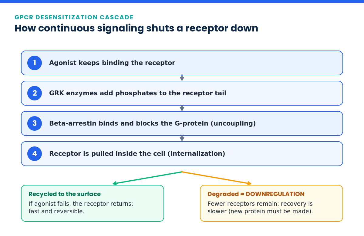 GPCR desensitization cascade from agonist binding through GRK phosphorylation, beta-arrestin, internalization and downregulation