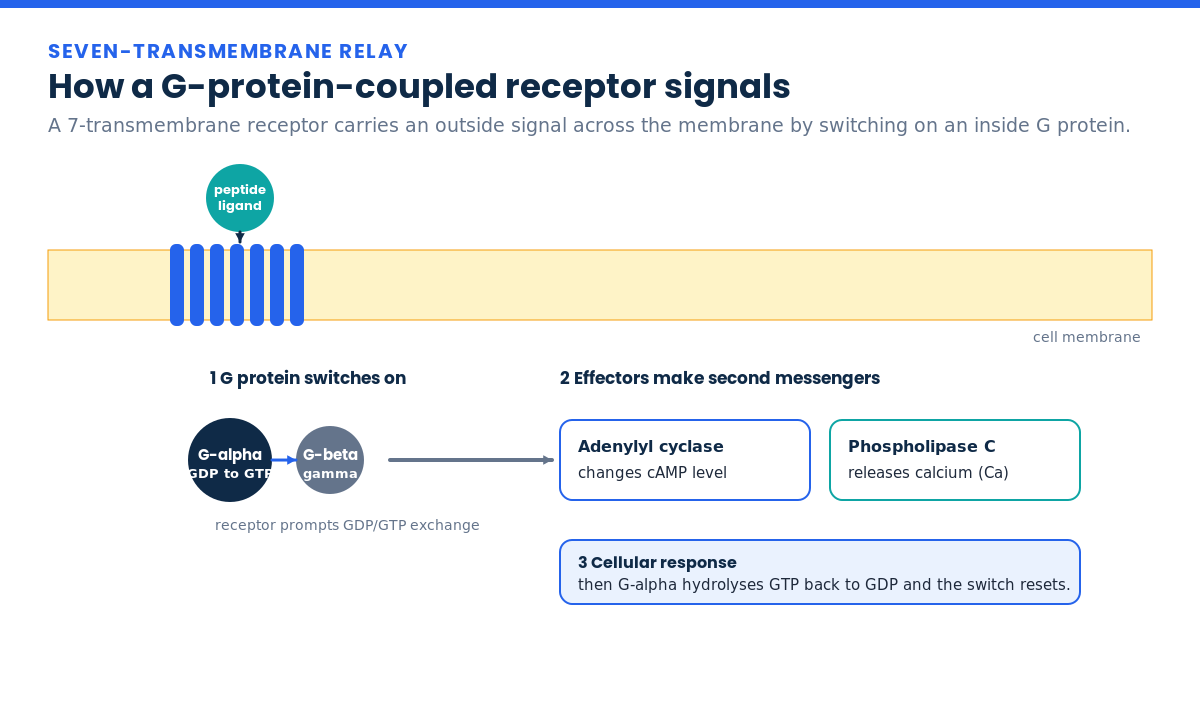 How a G-protein-coupled receptor signals across the cell membrane to a G protein