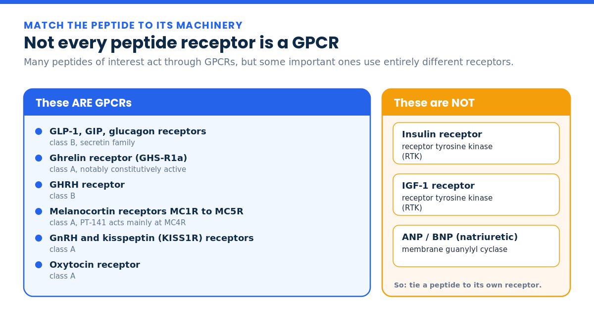 Which peptide receptors are GPCRs and which are not, insulin and IGF-1 are receptor tyrosine kinases