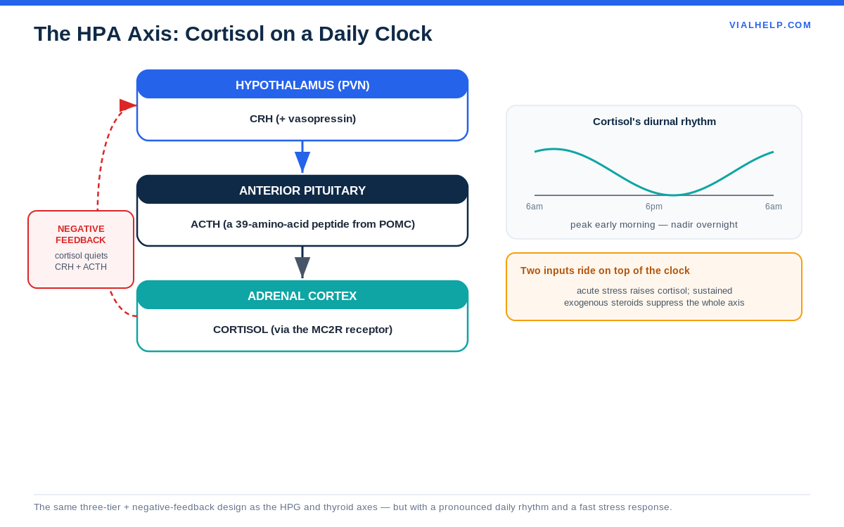 The HPA axis: hypothalamus CRH, pituitary ACTH, adrenal cortisol with diurnal rhythm and feedback