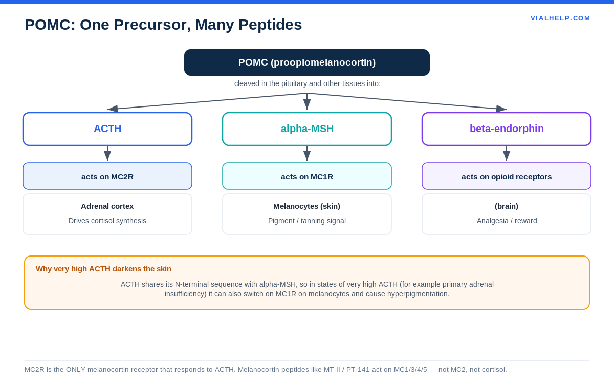 POMC precursor cleaved into ACTH, alpha-MSH and beta-endorphin in the HPA axis