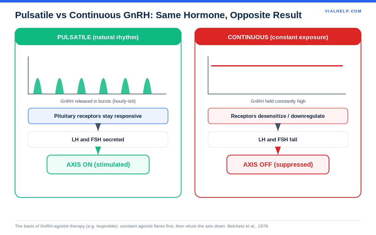 Pulsatile versus continuous GnRH in the HPG axis: pulses stimulate, constant exposure suppresses