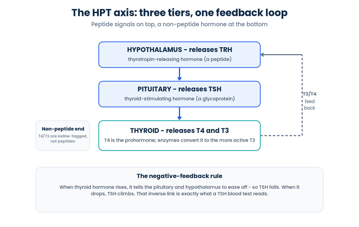 The HPT axis: hypothalamus TRH to pituitary TSH to thyroid T4 and T3, governed by negative feedback