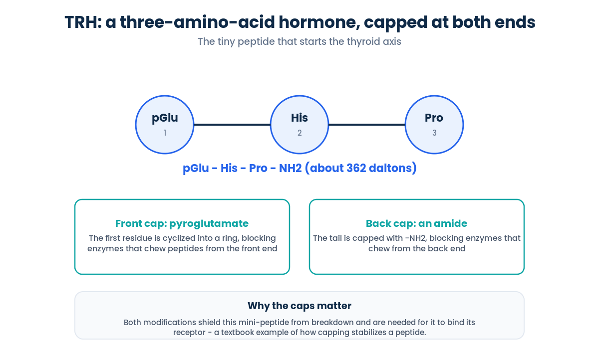 TRH is a three-amino-acid peptide that starts the HPT axis, capped by pyroglutamate and an amide