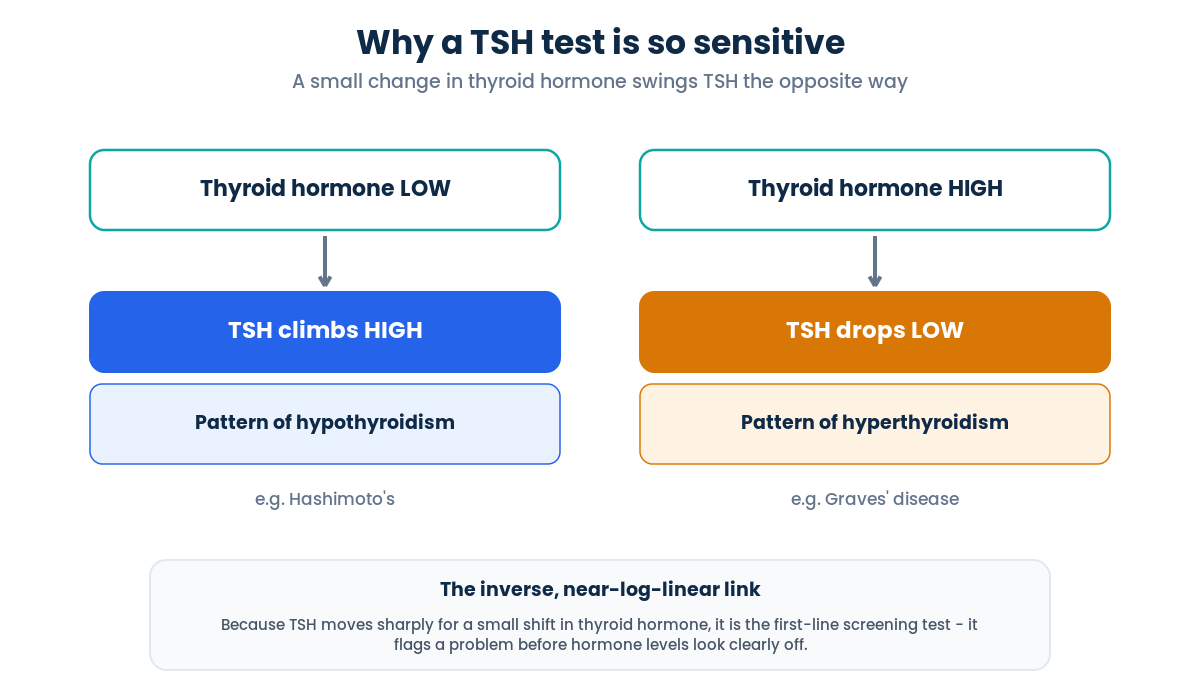 Why a TSH test is sensitive in the HPT axis: low thyroid hormone raises TSH, high thyroid hormone lowers it