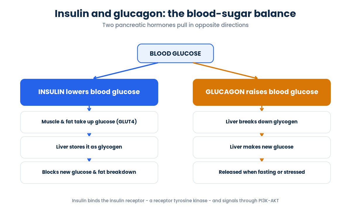 Insulin lowers blood glucose while glucagon raises it - the counter-regulatory balance