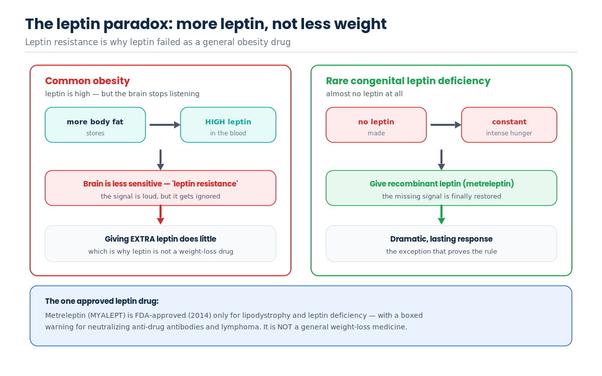 The leptin paradox: leptin resistance in common obesity versus dramatic response to metreleptin in rare congenital leptin deficiency
