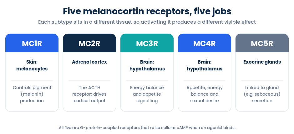 Diagram of melanocortin receptors MC1R to MC5R and the tissue and role each one controls