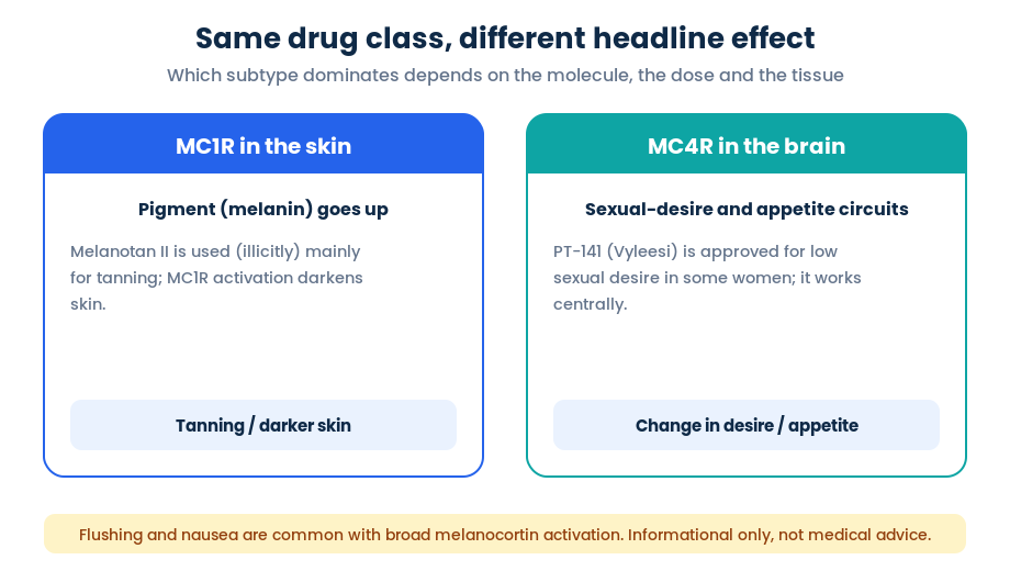 Same melanocortin agonist different effect MC1R pigmentation versus MC4R sexual desire