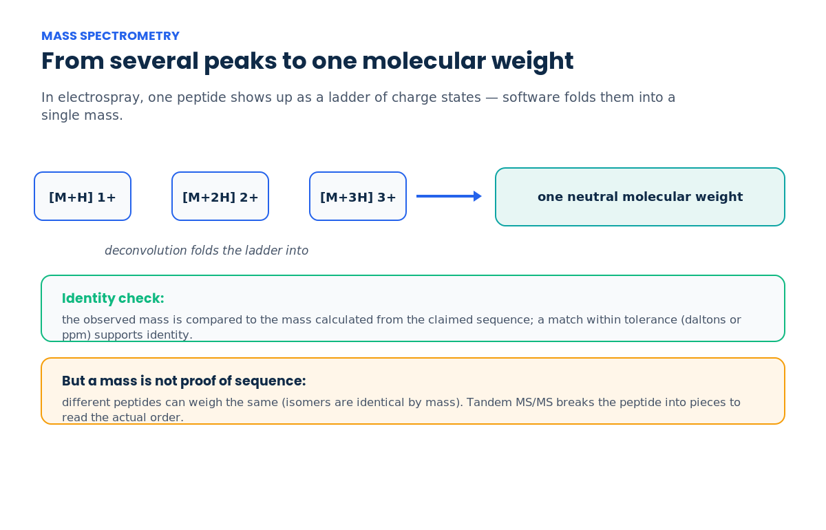 Diagram showing how electrospray multiply-charged ions are deconvoluted to one molecular weight and compared to the theoretical peptide mass, with a tandem MS/MS caveat about isomers