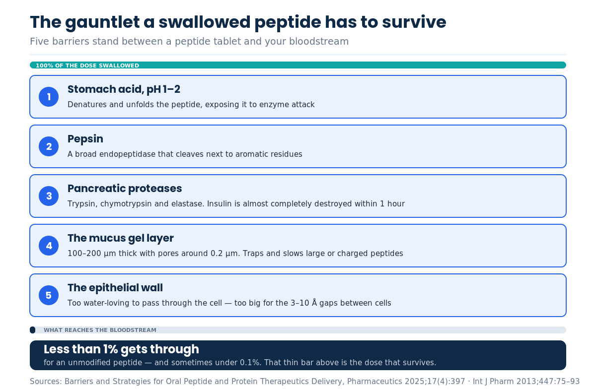 Diagram of the five barriers to oral peptide bioavailability: stomach acid, pepsin, pancreatic proteases, mucus and the intestinal epithelium