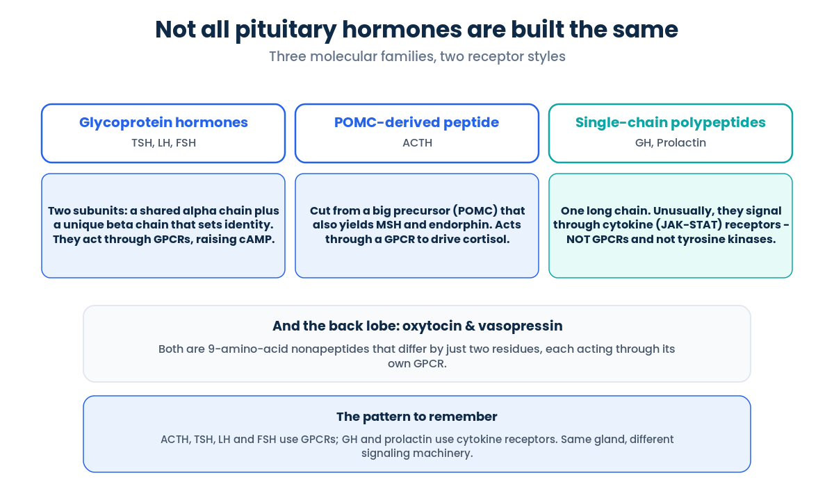 Pituitary gland hormone families: glycoproteins, POMC-derived ACTH, and single-chain GH and prolactin