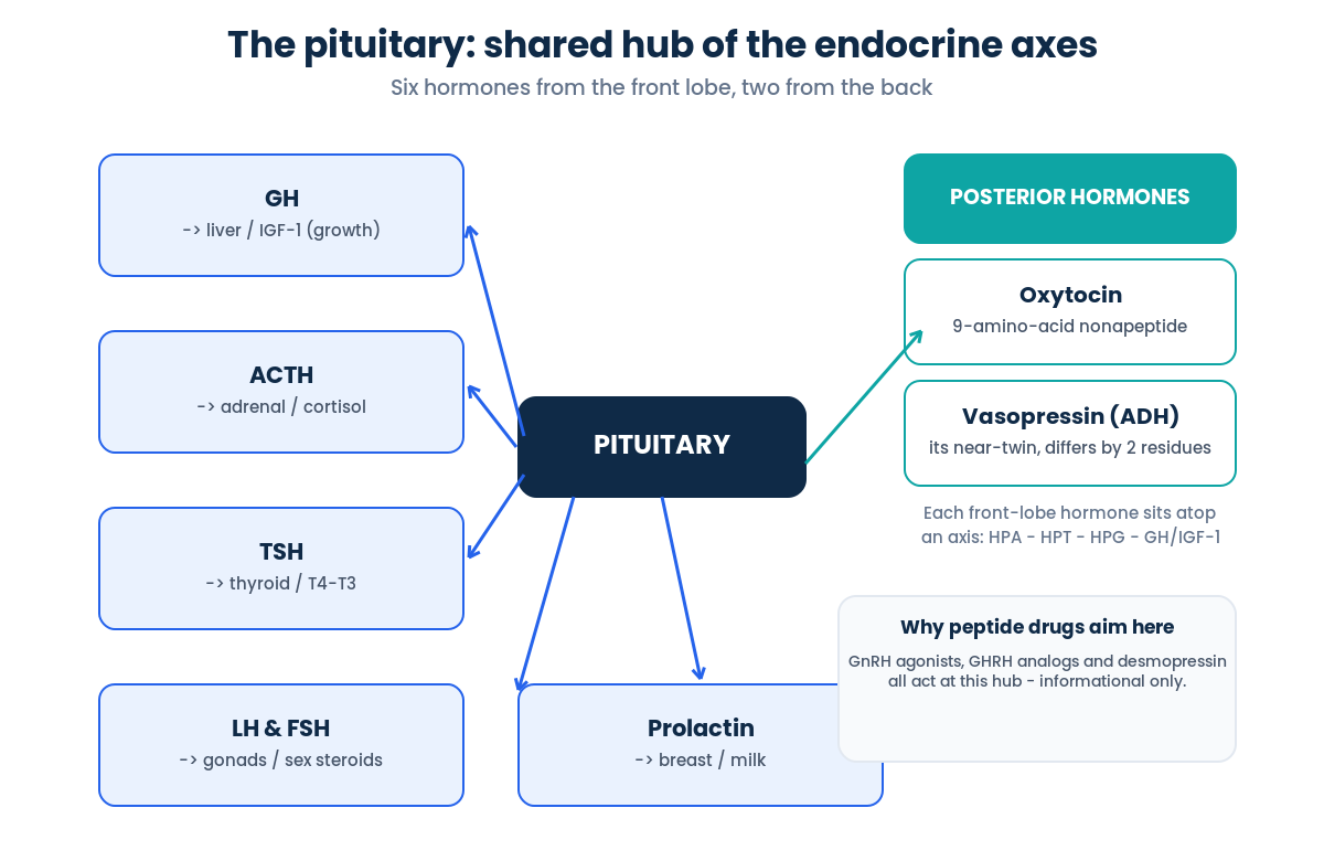 The pituitary gland as hub: six anterior hormones and two posterior hormones feeding the endocrine axes