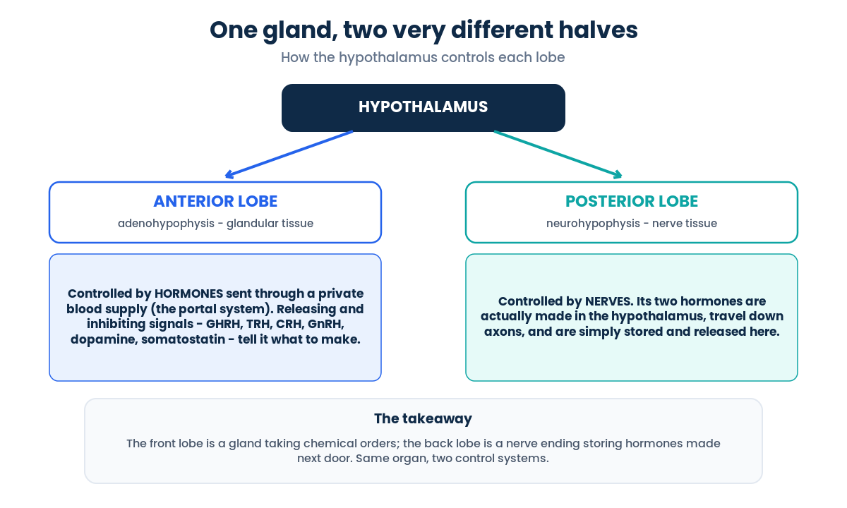 The pituitary gland has two lobes: an anterior lobe controlled by hormones and a posterior lobe controlled by nerves