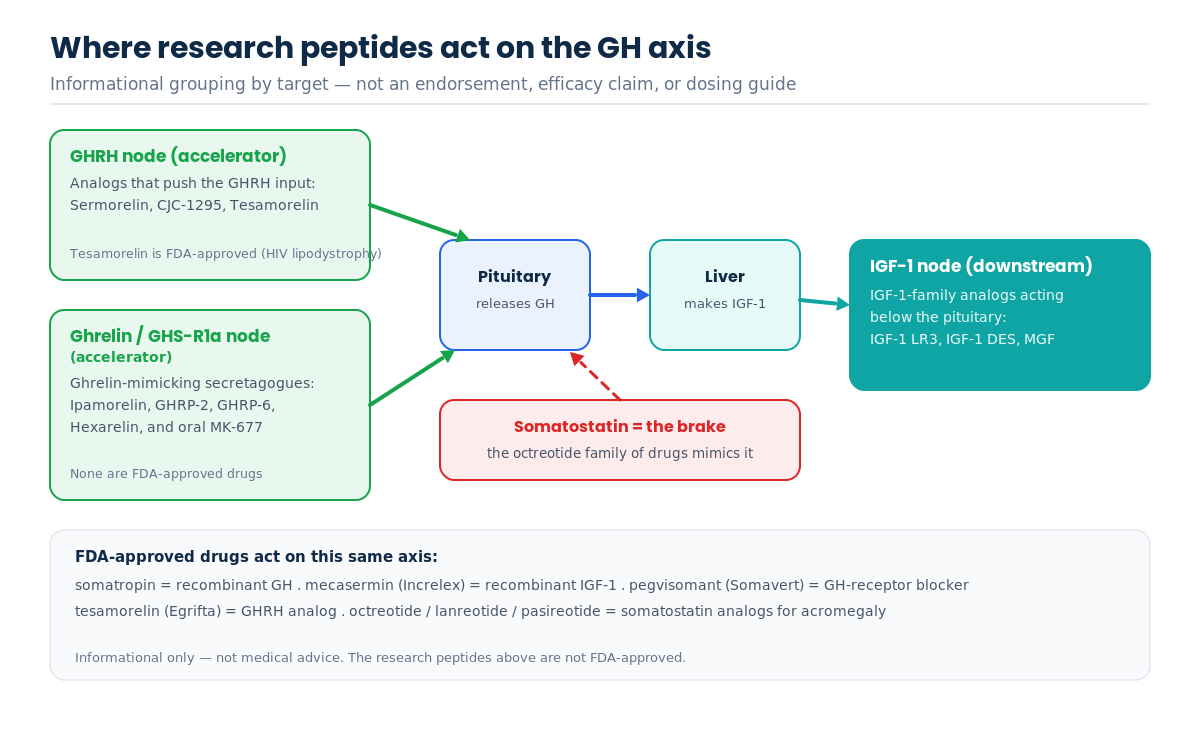 Where research peptides act on the GH/IGF-1 axis: the GHRH node, the ghrelin GHS-R1a node, and the downstream IGF-1 node