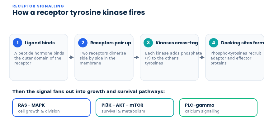 How a receptor tyrosine kinase fires: ligand binding, dimerization, cross-phosphorylation and downstream RAS-MAPK, PI3K-AKT and PLC pathways