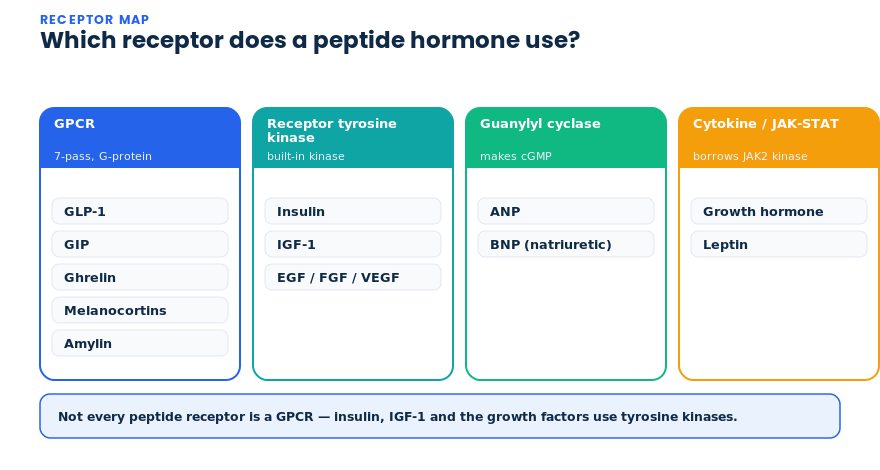 Which receptor class each peptide hormone uses: GPCR, receptor tyrosine kinase, guanylyl cyclase or JAK-STAT cytokine receptor