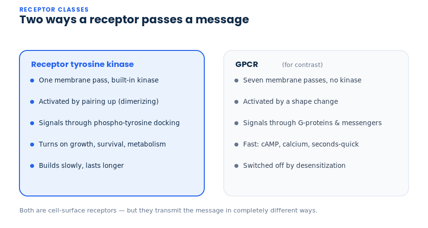 Receptor tyrosine kinases versus GPCRs compared side by side: single-pass built-in kinase versus seven-pass G-protein signalling