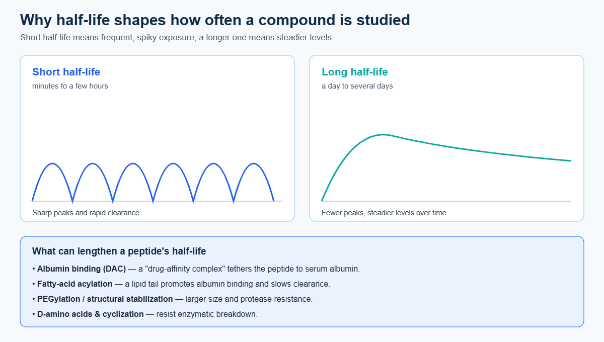 Comparison of short versus long peptide half-life pharmacokinetic curves and the modifications (DAC albumin binding, acylation, PEGylation) that extend half-life
