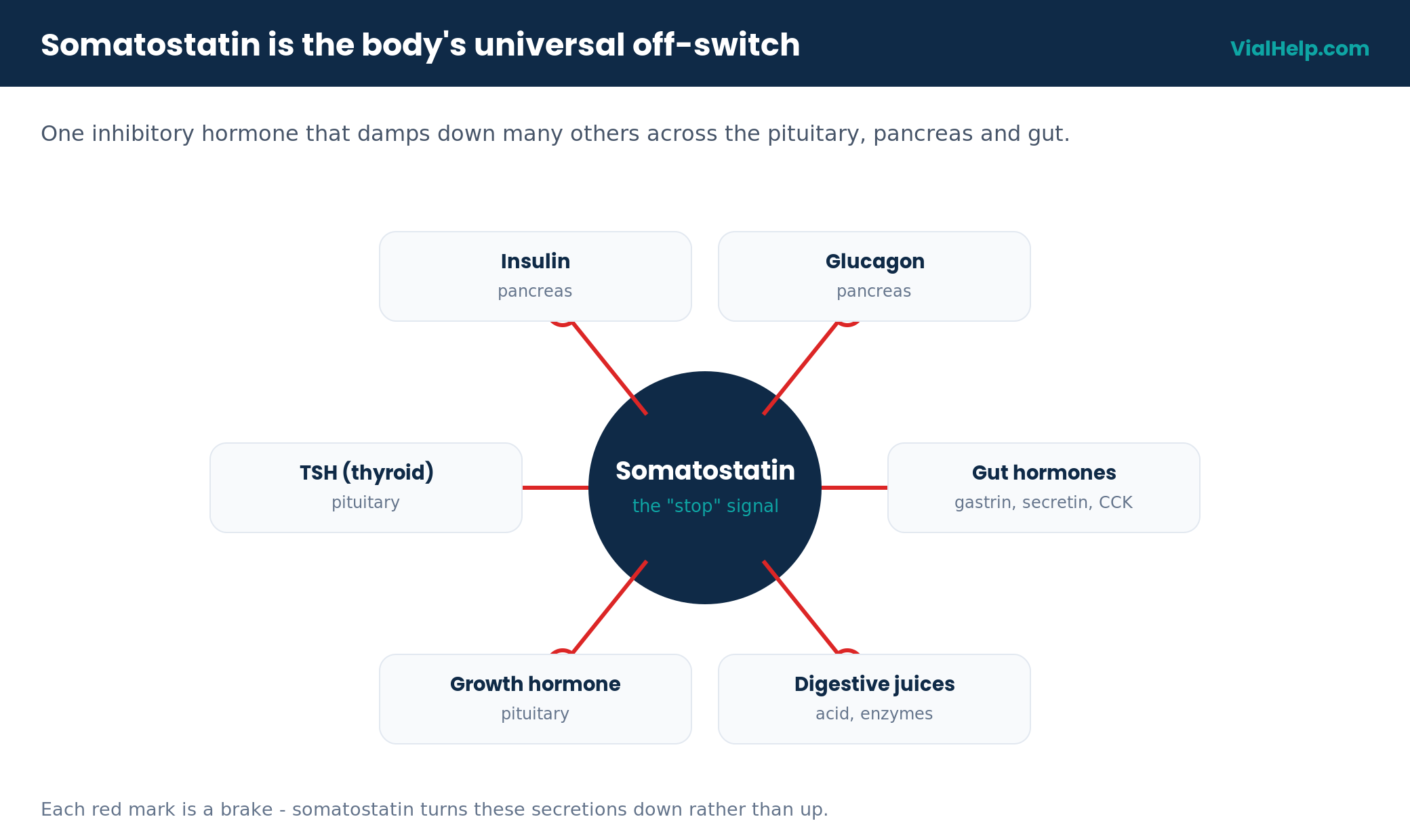 Diagram of somatostatin inhibiting growth hormone, TSH, insulin, glucagon and gut hormones as the body’s off-switch