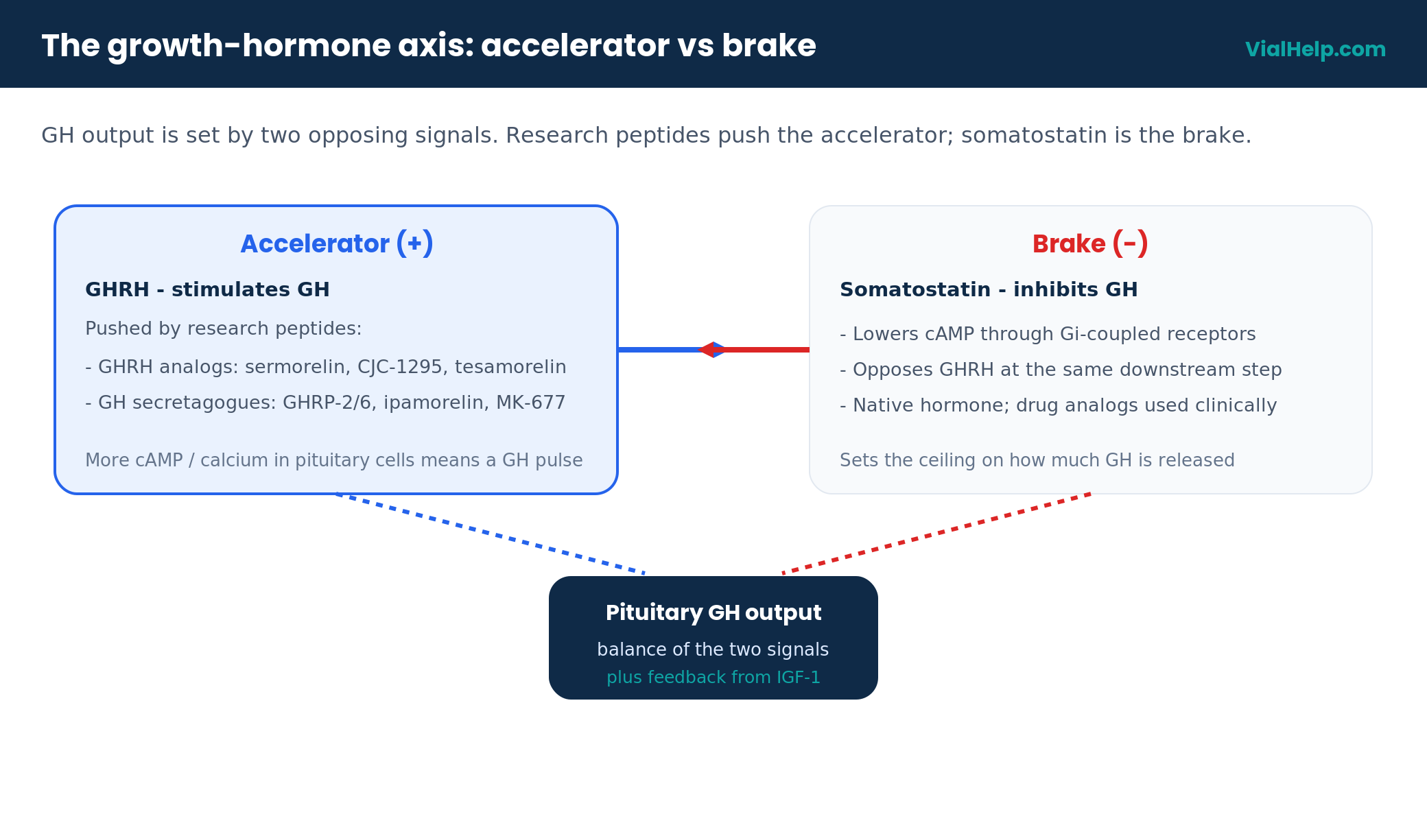 Diagram of the growth hormone axis with GHRH accelerator versus somatostatin brake setting pituitary GH output