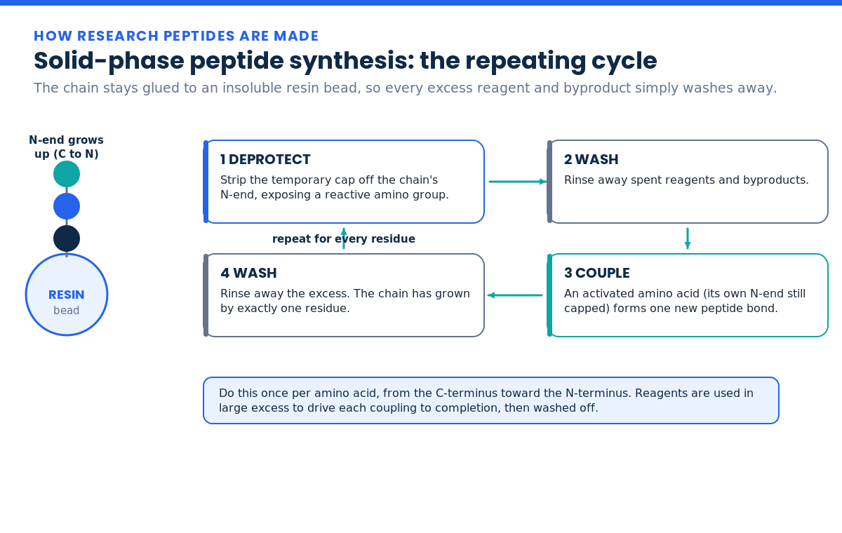 Solid-phase peptide synthesis cycle: deprotect, wash, couple, wash on a resin bead