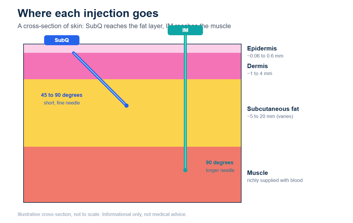 Cross-section diagram of skin layers showing a subcutaneous injection needle entering at 45 to 90 degrees into the fat layer and an intramuscular needle entering at 90 degrees into the muscle, with epidermis, dermis, subcutaneous fat and muscle labeled