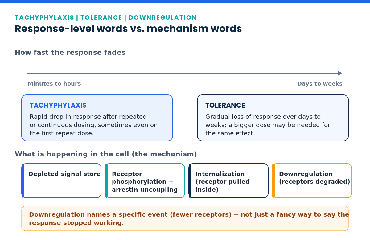 Diagram distinguishing tachyphylaxis vs tolerance vs downregulation by timescale and cellular mechanism