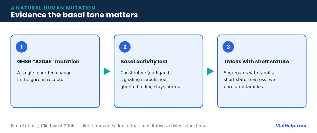 Three-step evidence chain showing the GHSR A204E mutation removes constitutive activity and tracks with familial short stature