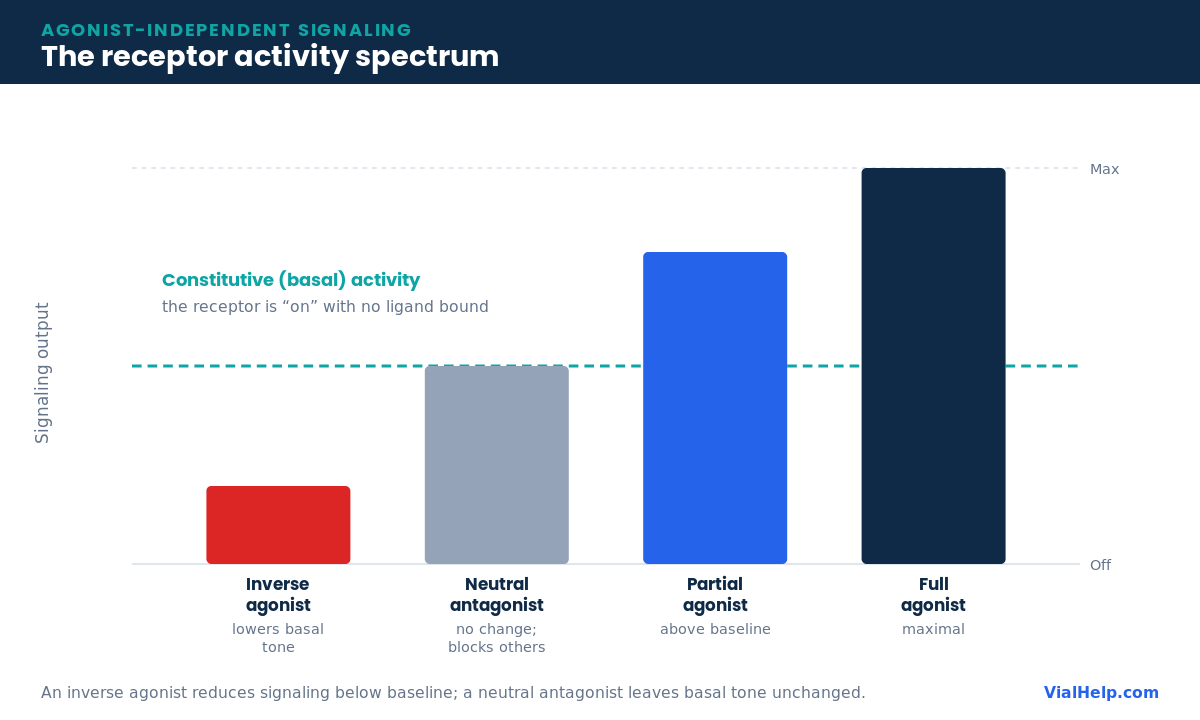 Diagram of the receptor activity spectrum showing constitutive activity as a baseline, with an inverse agonist below and agonists above