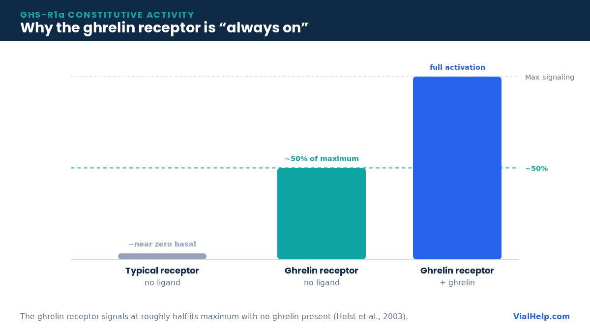 Bar chart showing the ghrelin receptor signaling at about 50 percent of maximum with no ligand, illustrating constitutive activity versus a typical receptor near zero