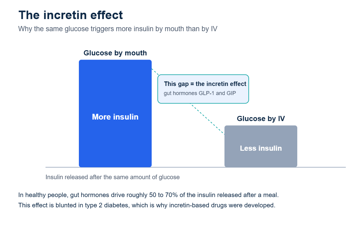 Bar chart of the incretin effect showing glucose taken by mouth triggers much more insulin than the same glucose given by IV because gut hormones GLP-1 and GIP amplify insulin release