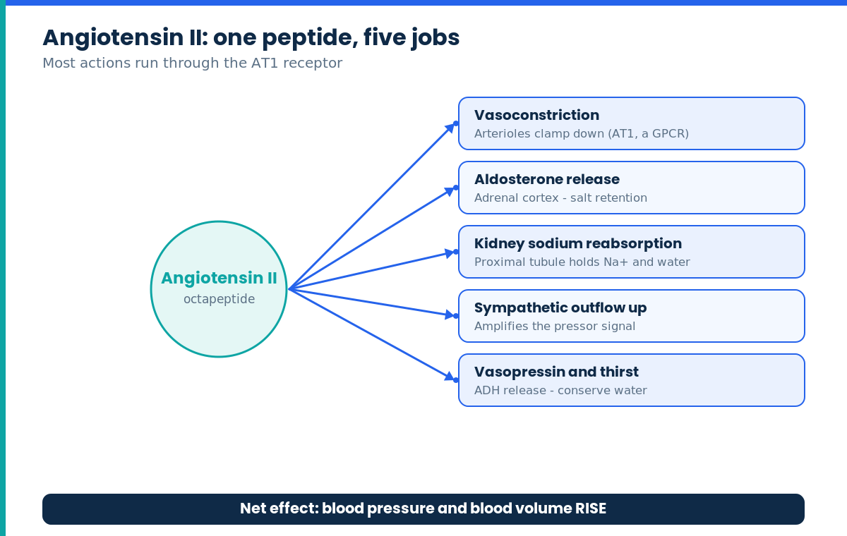 Diagram of angiotensin II's five actions in the renin-angiotensin-aldosterone system
