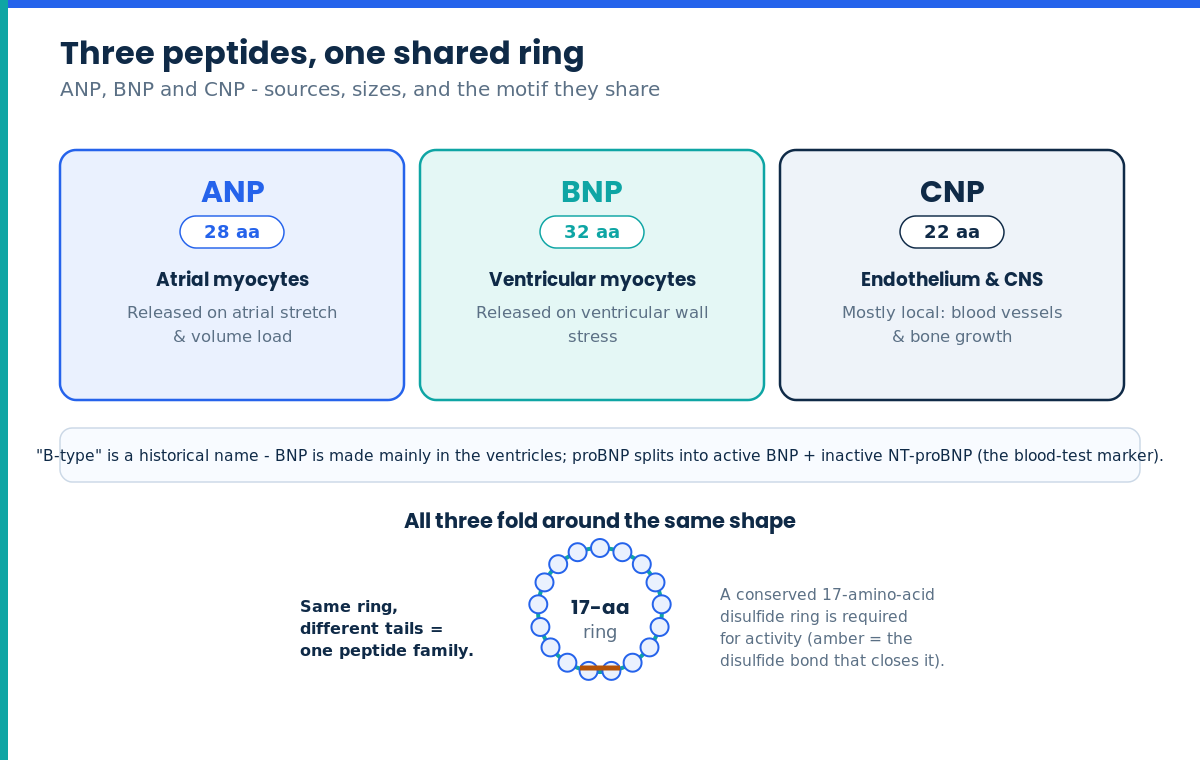 Diagram of natriuretic peptides ANP, BNP and CNP and their shared 17-amino-acid disulfide ring