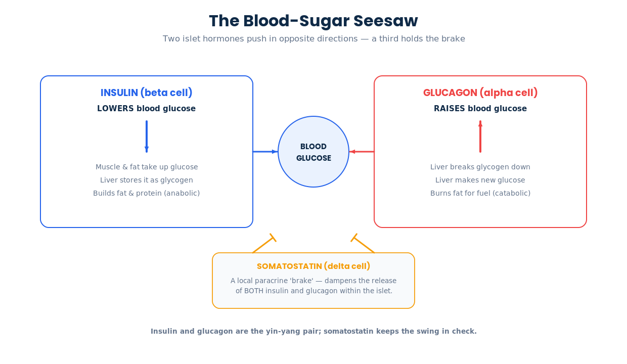Diagram of insulin lowering blood glucose and glucagon raising it with somatostatin acting as a local brake on both