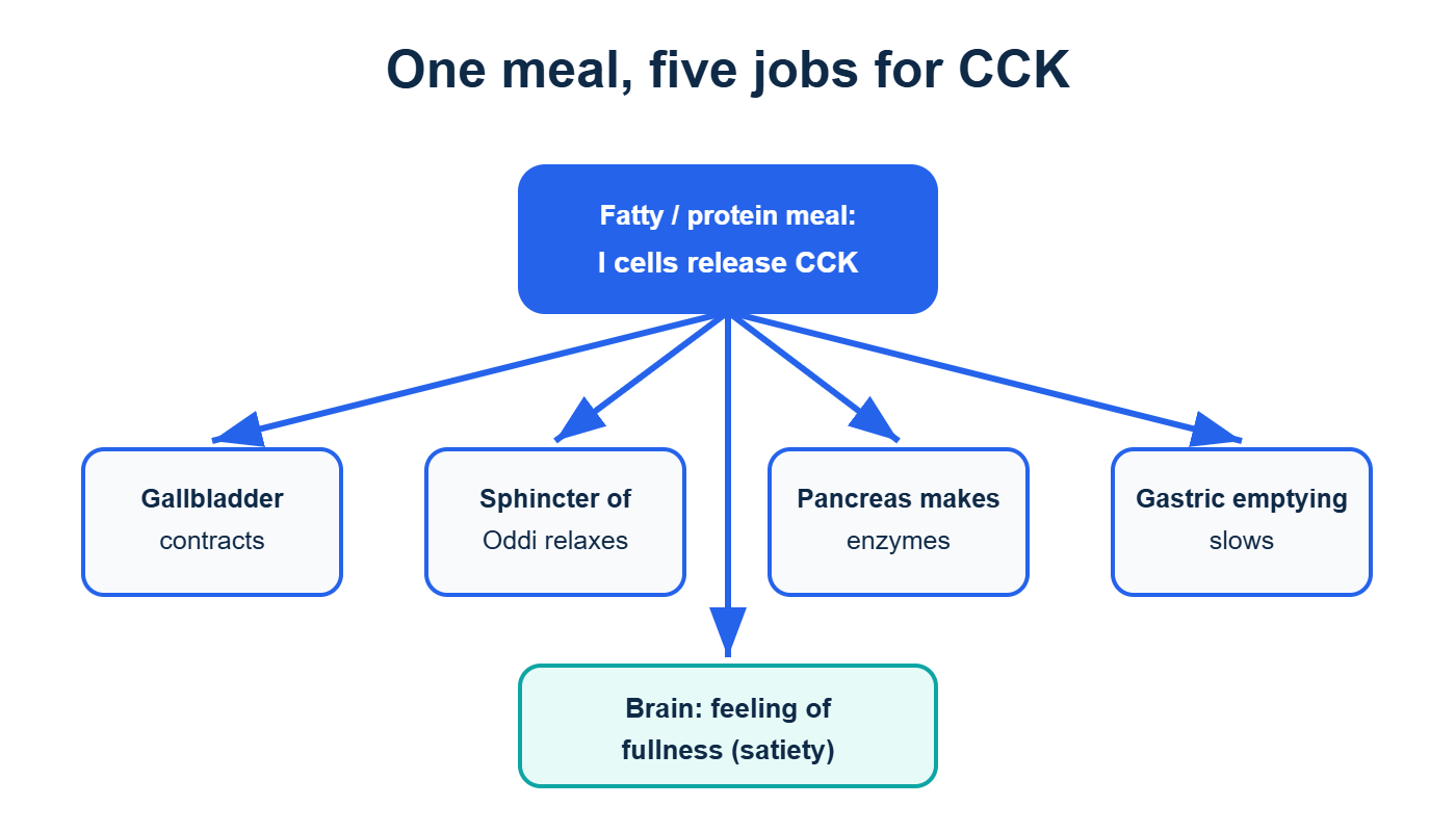 Cholecystokinin (CCK) triggers five digestive actions after a fatty or protein meal
